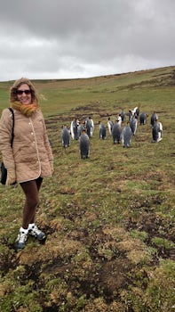 Visiting penguin rookery at the Falkland Islands
