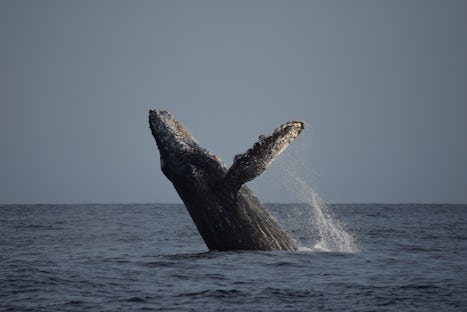 Whale watching with "whale watch Cabo"