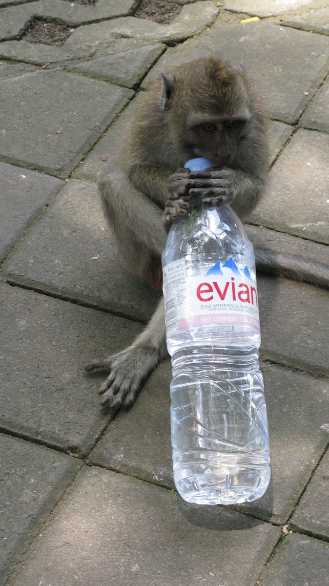 thirsty monkey Bali