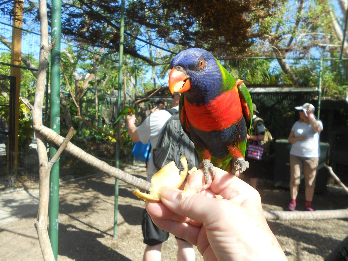 Little bird eating an apple slice from my hand at the zoo in Nassau.