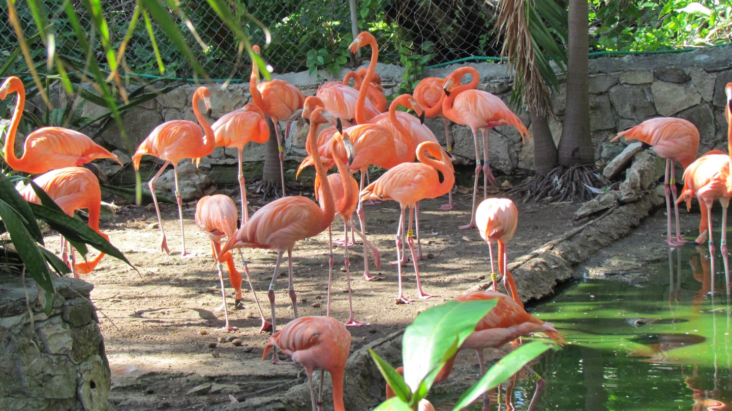 At the zoo in Nassau