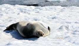 Seal suntanning