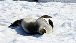 Seal suntanning