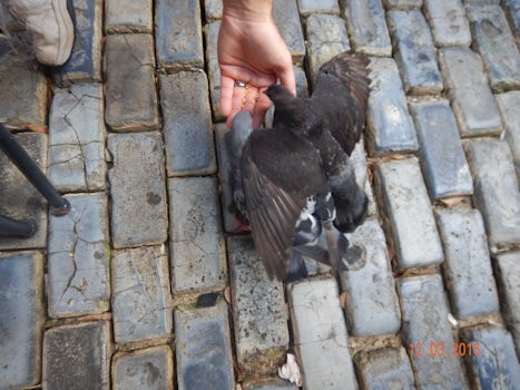 Feeding the pigeons in Old San Juan.