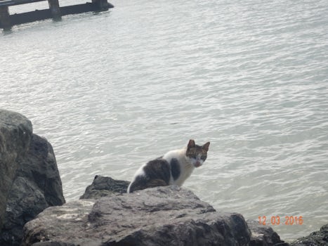 Cat in Old San Juan