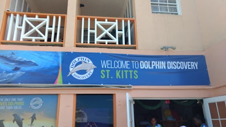 Dolphin discovery in St. Kitts