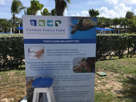 Turtle Farm, Cayman Island