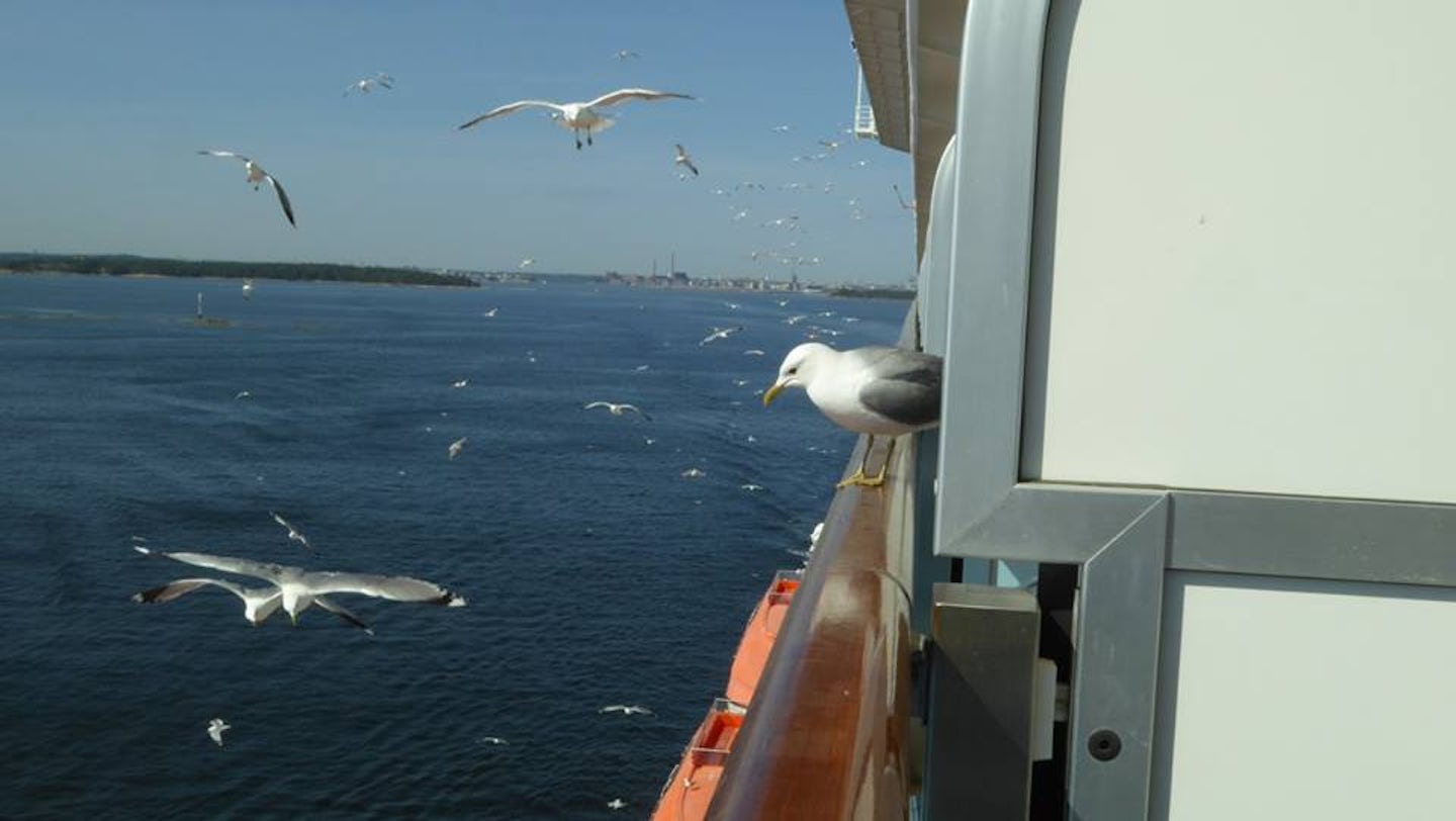 Seagulls off the the side of the ship