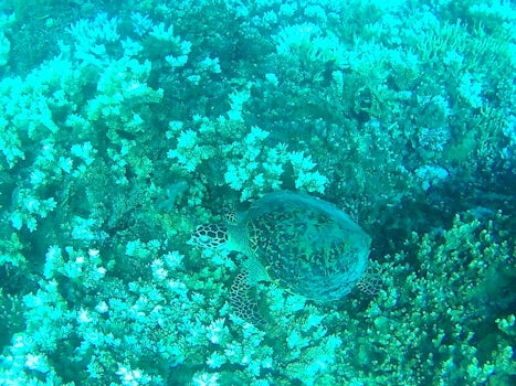 wild turtle down quite deep for snorkel...lol