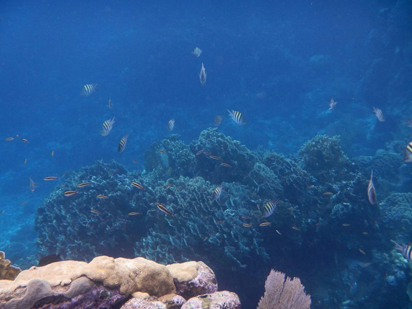 Coral Reef snorkeling - Roatan Honduras