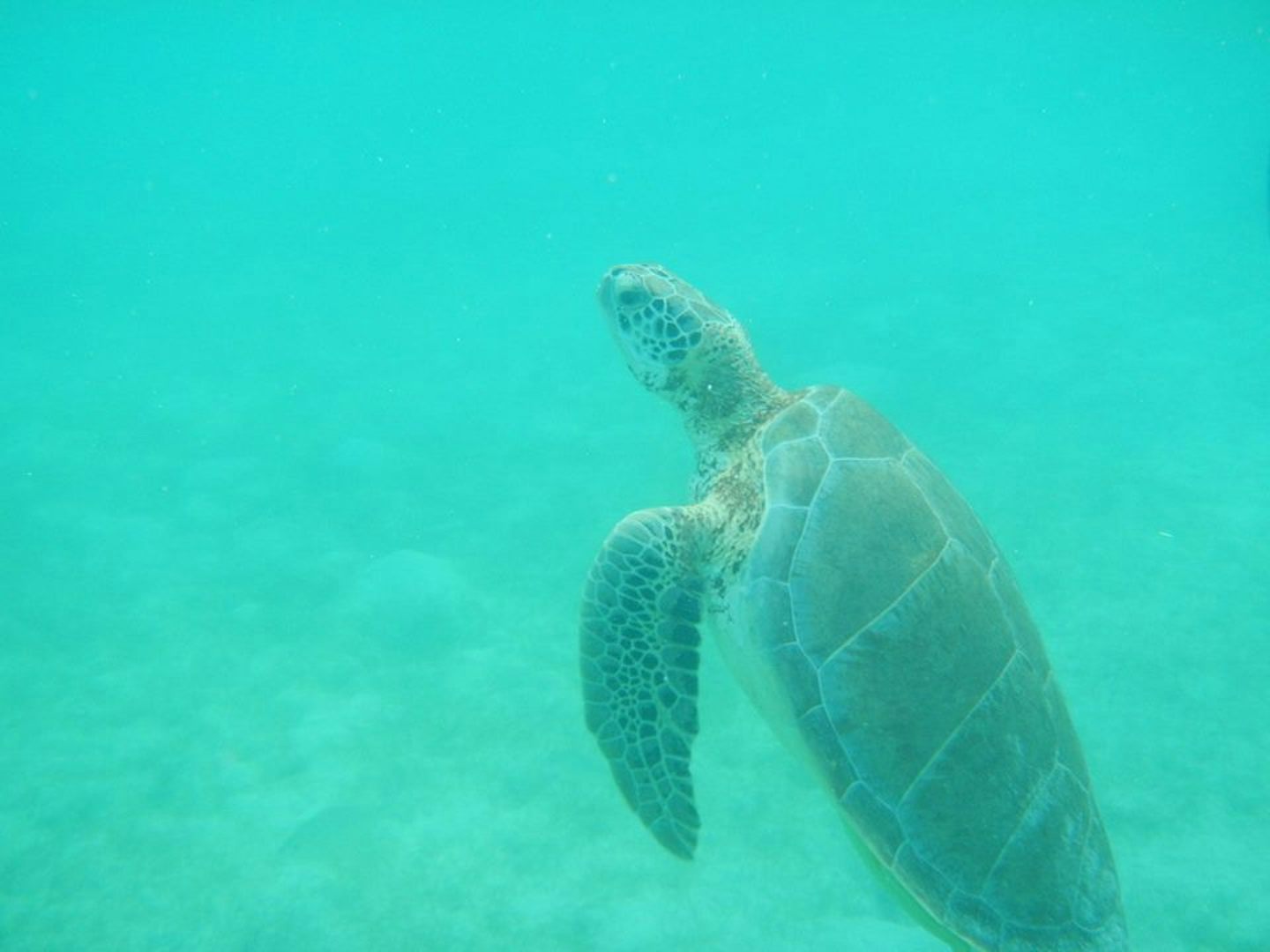 Turtle Bay Mexico