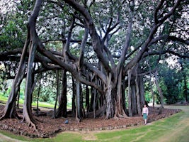 A Strangler tree in Palermo botanic gardens