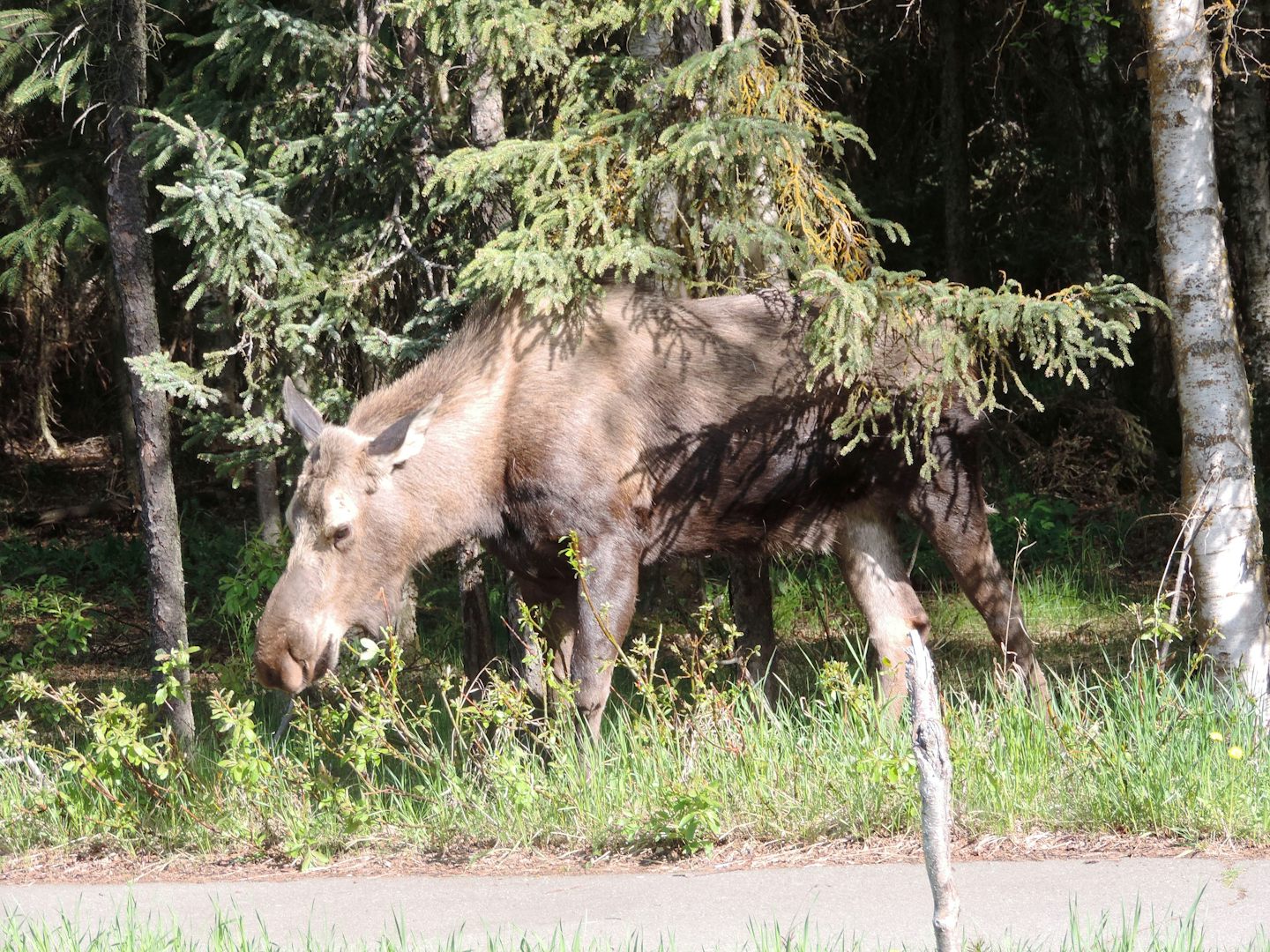 Friendly Moose in Anchorage, Alaska