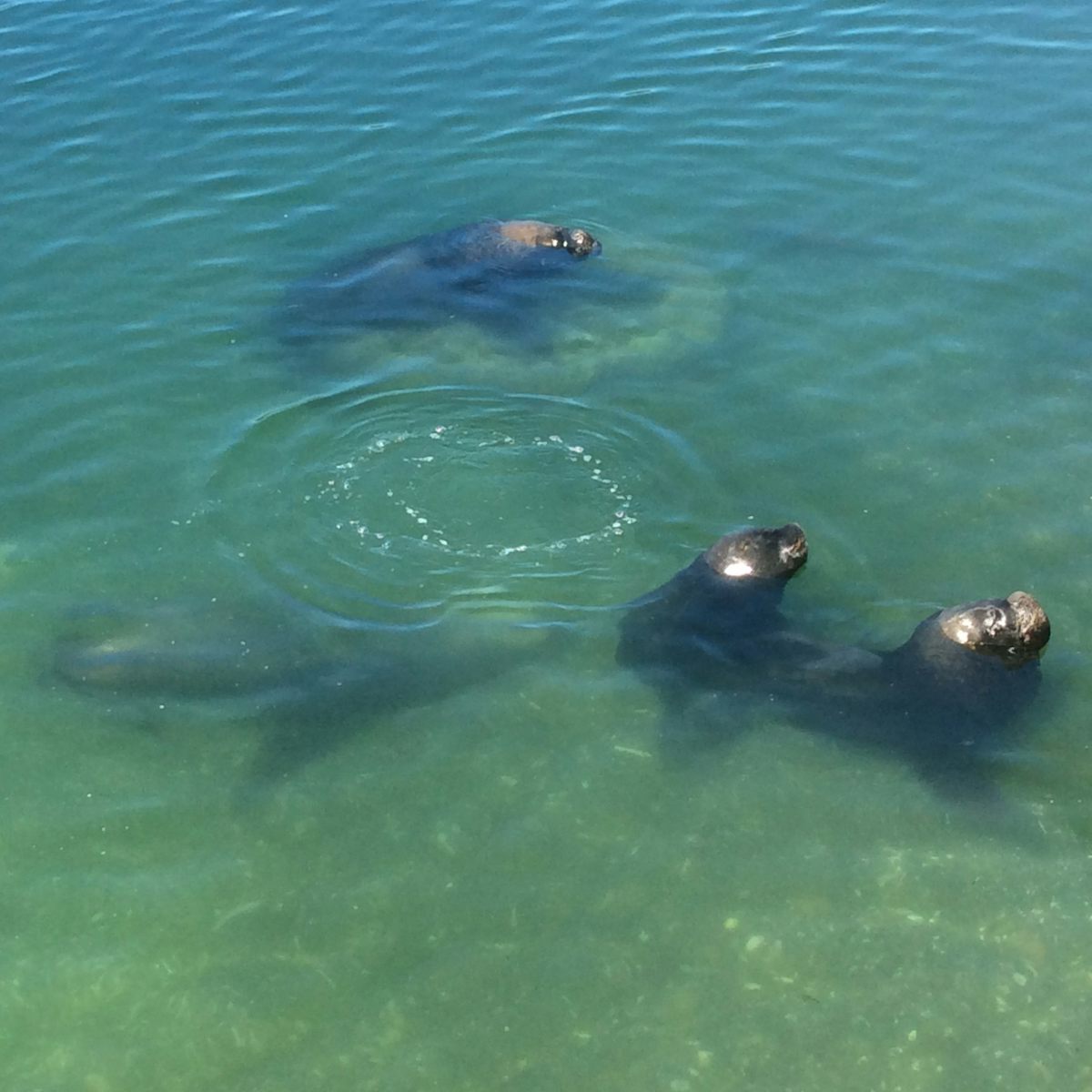 Sea lions at Puerto Montt