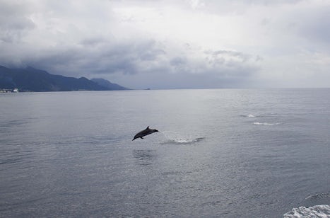 Dolphin in Dominica...Coming back from a whale watch shore excursion on a cloudy day, we encountered hundreds of dolphin playing. This photo of one solitary dolphin is my favorite.