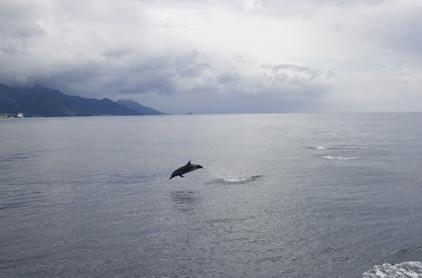 But this is my favorite photo from the whole trip..A solitary dolphin playing off the coast of Dominica