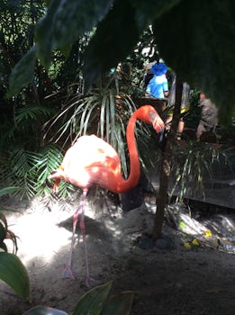 We went to the Key West Butterfly & Nature Conservatory and this is one of the flamingos we saw there.