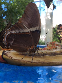 This is a picture of a butterfly eating a piece of banana at the conservatory.