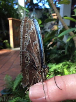 The butterfly landed on this finger.