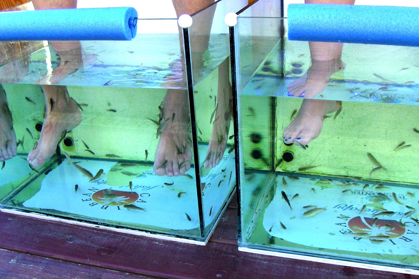 Fish Therapy at Roatan Port, the fishes eat all the dead skins and help circulation