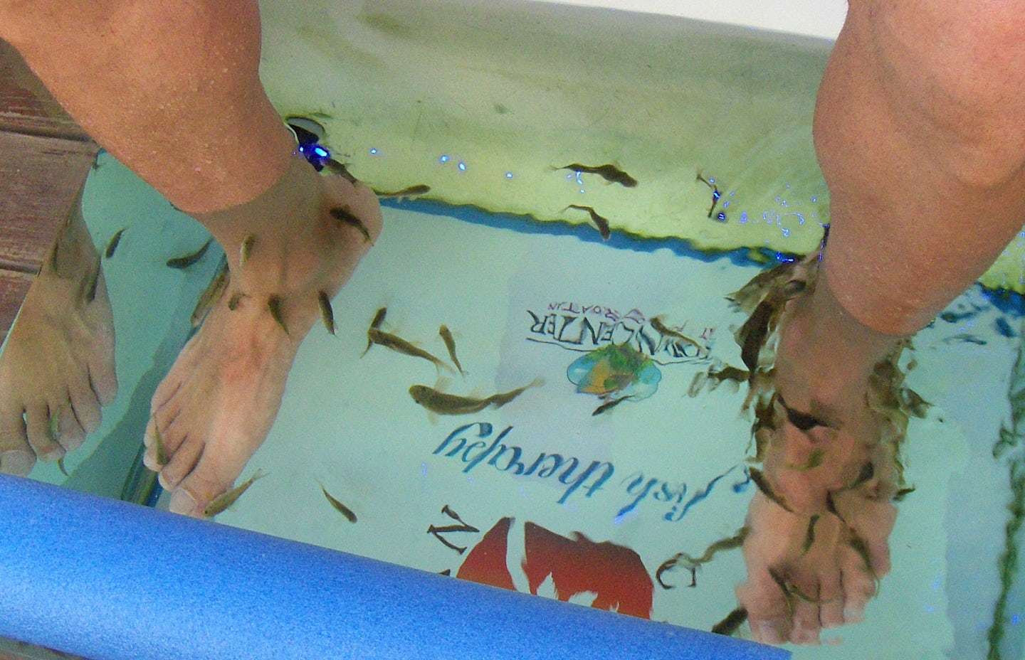 A closer look at Fish Therapy at Roatan Port, the fishes eat all the dead skins and help circulation