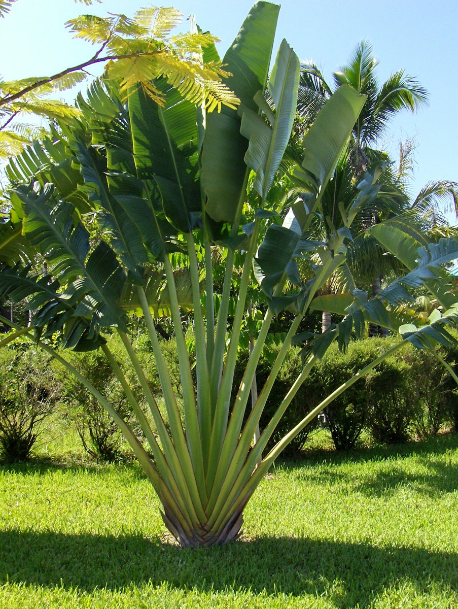 Plants at Harvest Caye Belize