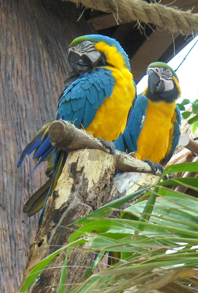 Beautiful birds at Cosa Maya Port