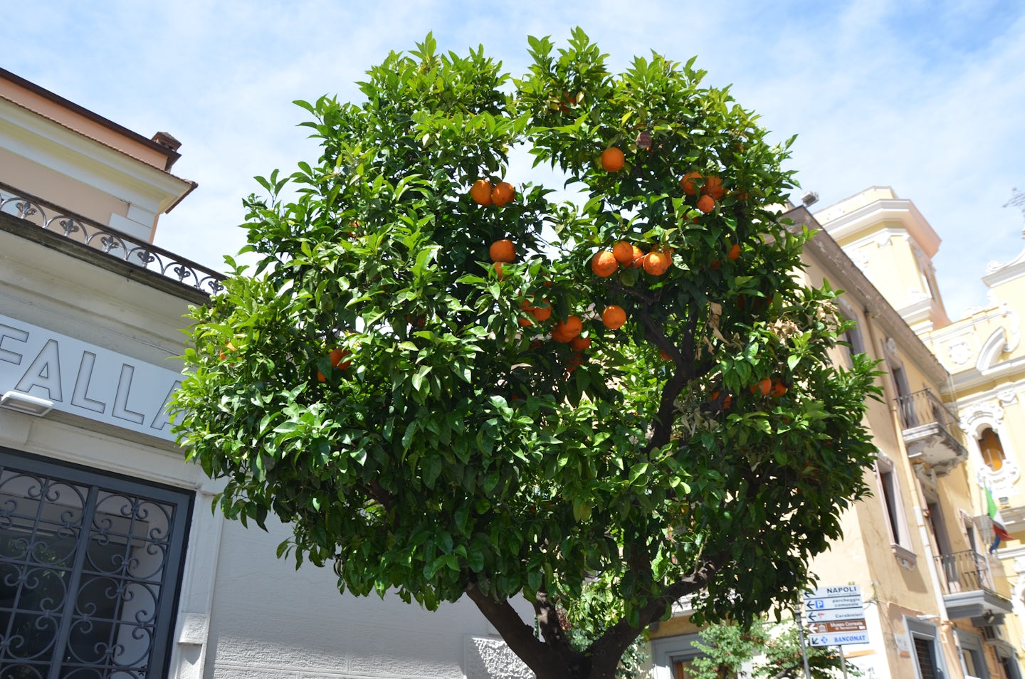 Trees laden with oranges in Sorrento - fragrance on the streets