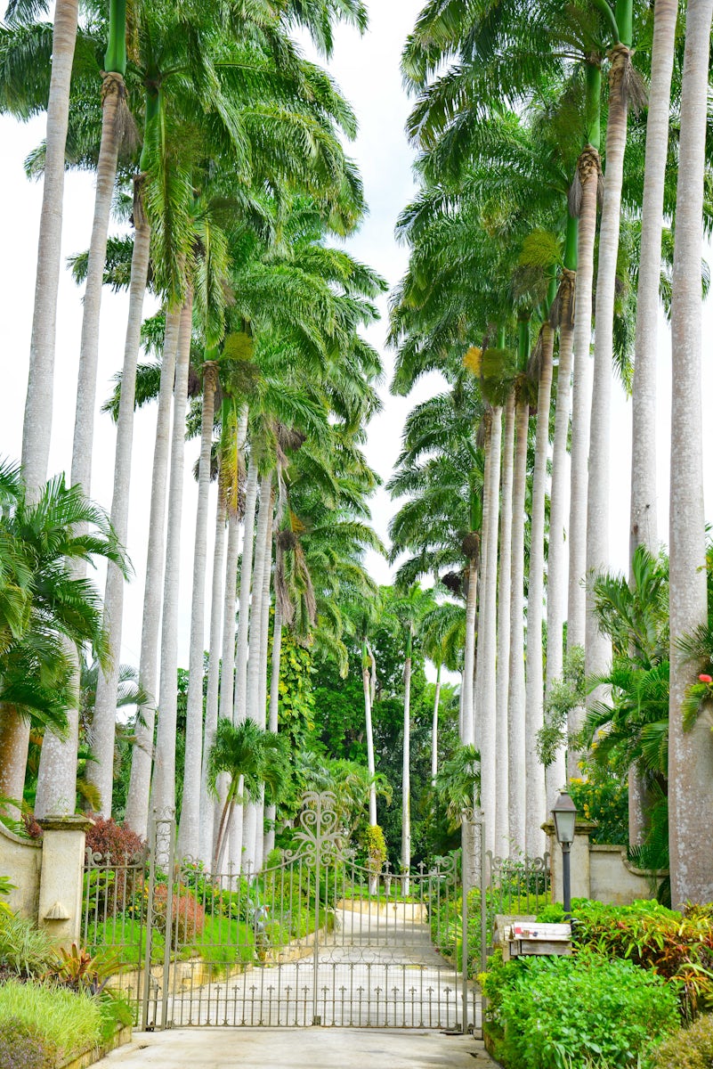 Endless Stands of Palm Trees Line the Way to Plantation in Barbados