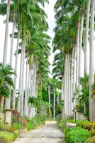 Endless Stands of Palm Trees Line the Way to Plantation in Barbados