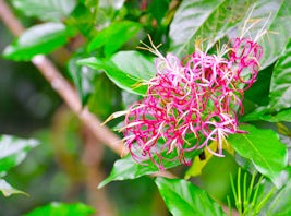 Colorful Flowers as Seen from Aerial Tram in St. Lucia