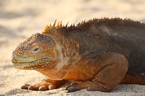 An iguana close up