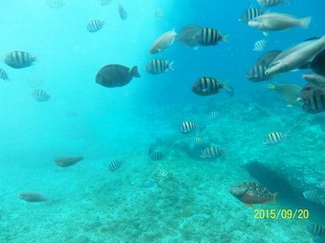 Cozumel, Mexico coral reef semi sub