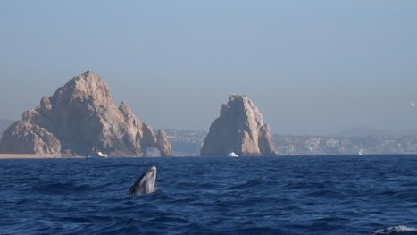 Whale breaching in front of the Arch in Cabo with Whale Watch Cabo