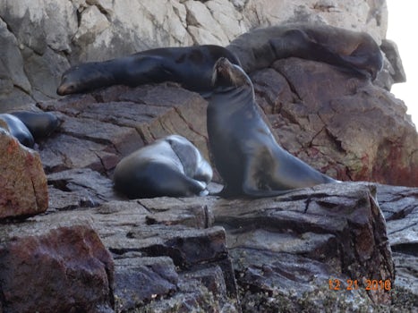 Sea Lion colony in Cabo