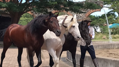 Some of the beautiful horses at El Rosario Estates in Corinto, Nicaragua