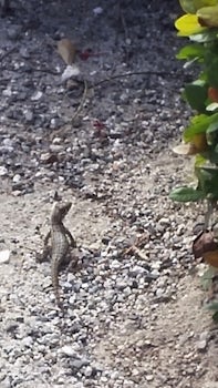 The lizards are bigger in Grand Cayman!