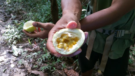 Passion fruit in the rainforest