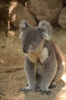 Koala as seen in the animal preserve outside of Sydney