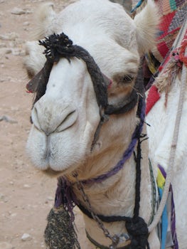 Cutest camel I have ever seen ... waiting patiently for tourists at Petra