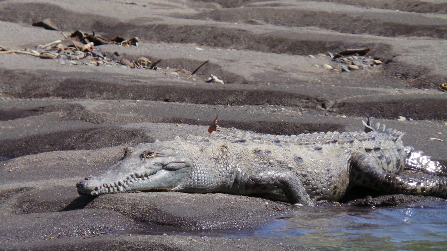 Crocodile on the banks of the Tarcoles River, Costa Rica.