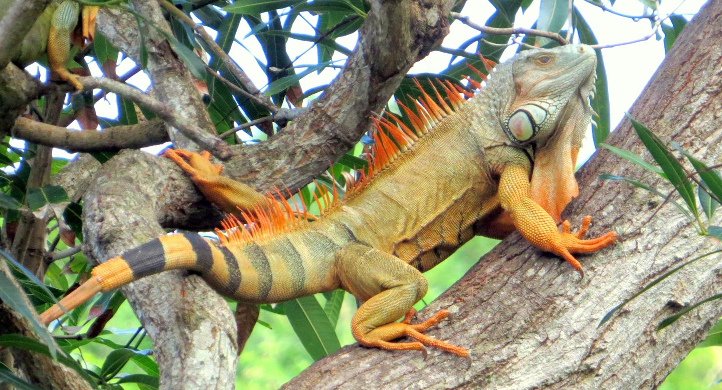 Iguana in St Martin. They like to hang out in trees near water.
