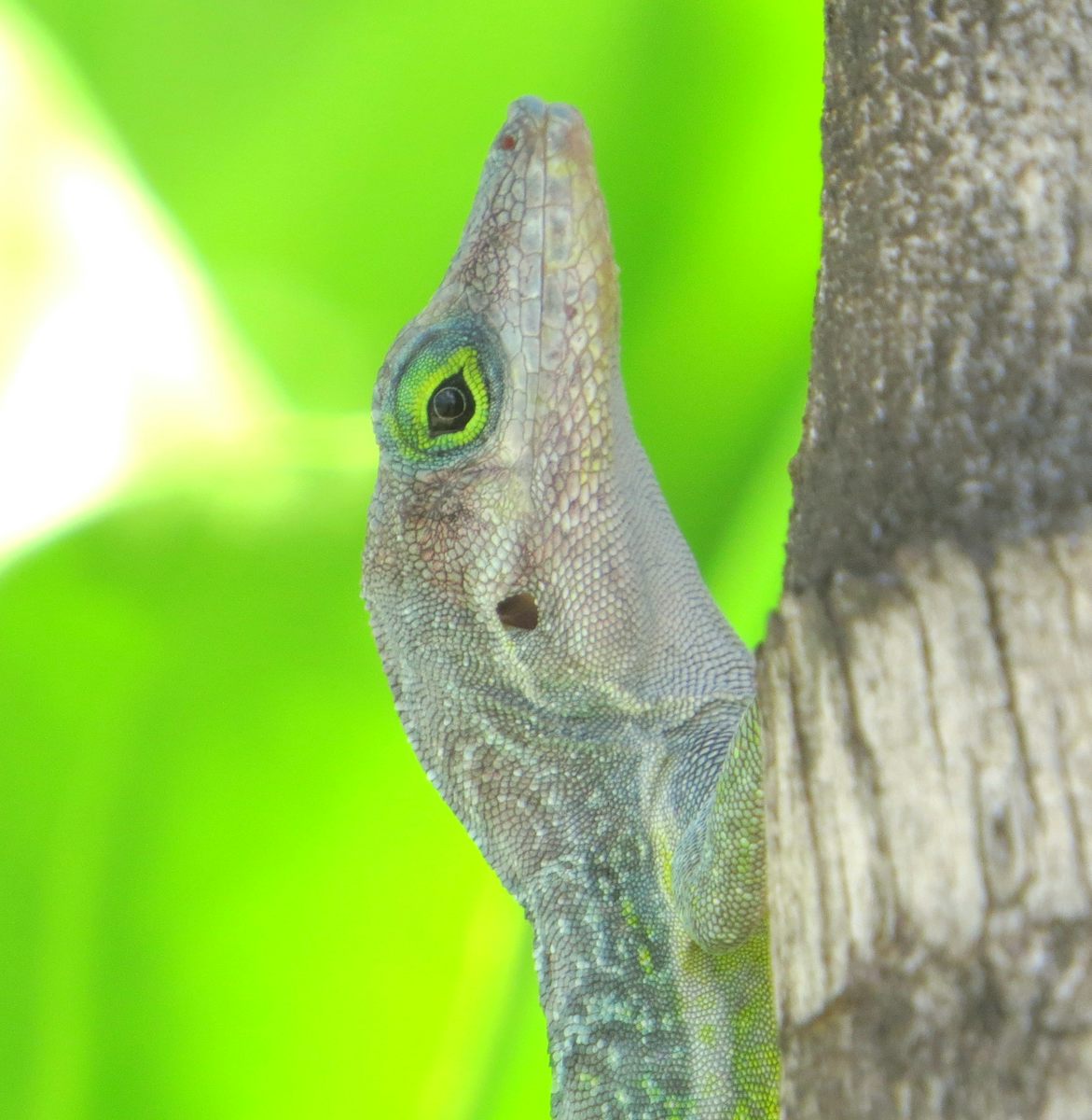 Adorable Anole lizard in St . Kitts. This is our favorite Island for its beautiful beaches.