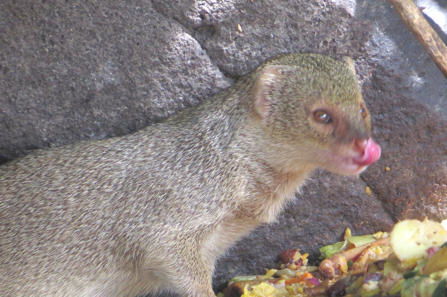 By the Ship Wreck Bar on South Friars Beach, St Kitts.. The restaurant feeds the Mongoose scraps of veggies and fruit.They sure are fun to watch!