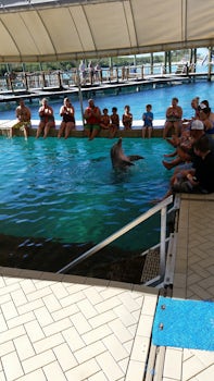 Blue Lagoon Shallow Water Dolphin Encounter
