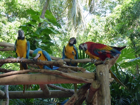 Macaws at the Cartagena pier