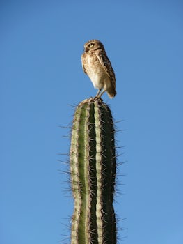 Owl on cactus in Aruba