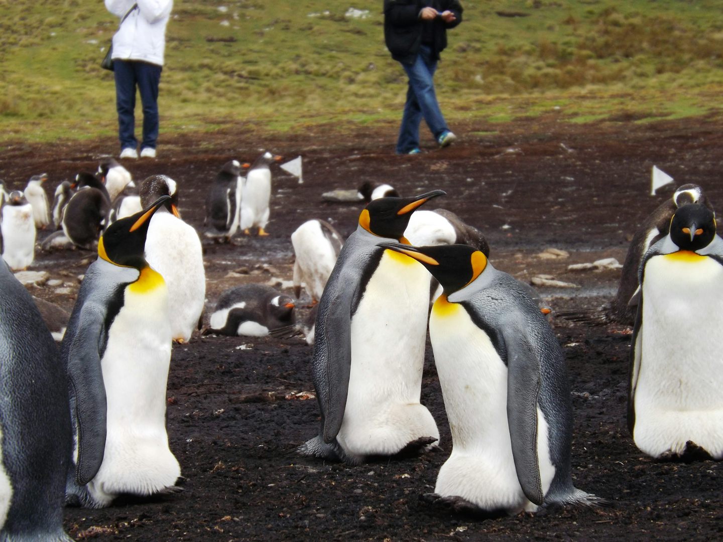 King Penguins at  Bluff Cove in the Falkland Islands. This is one of the be