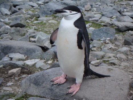 Chinstrap penguin at Half Moon Island