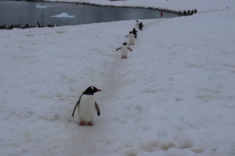 Penguins took over our pathway blocking our return to the last zodiac!